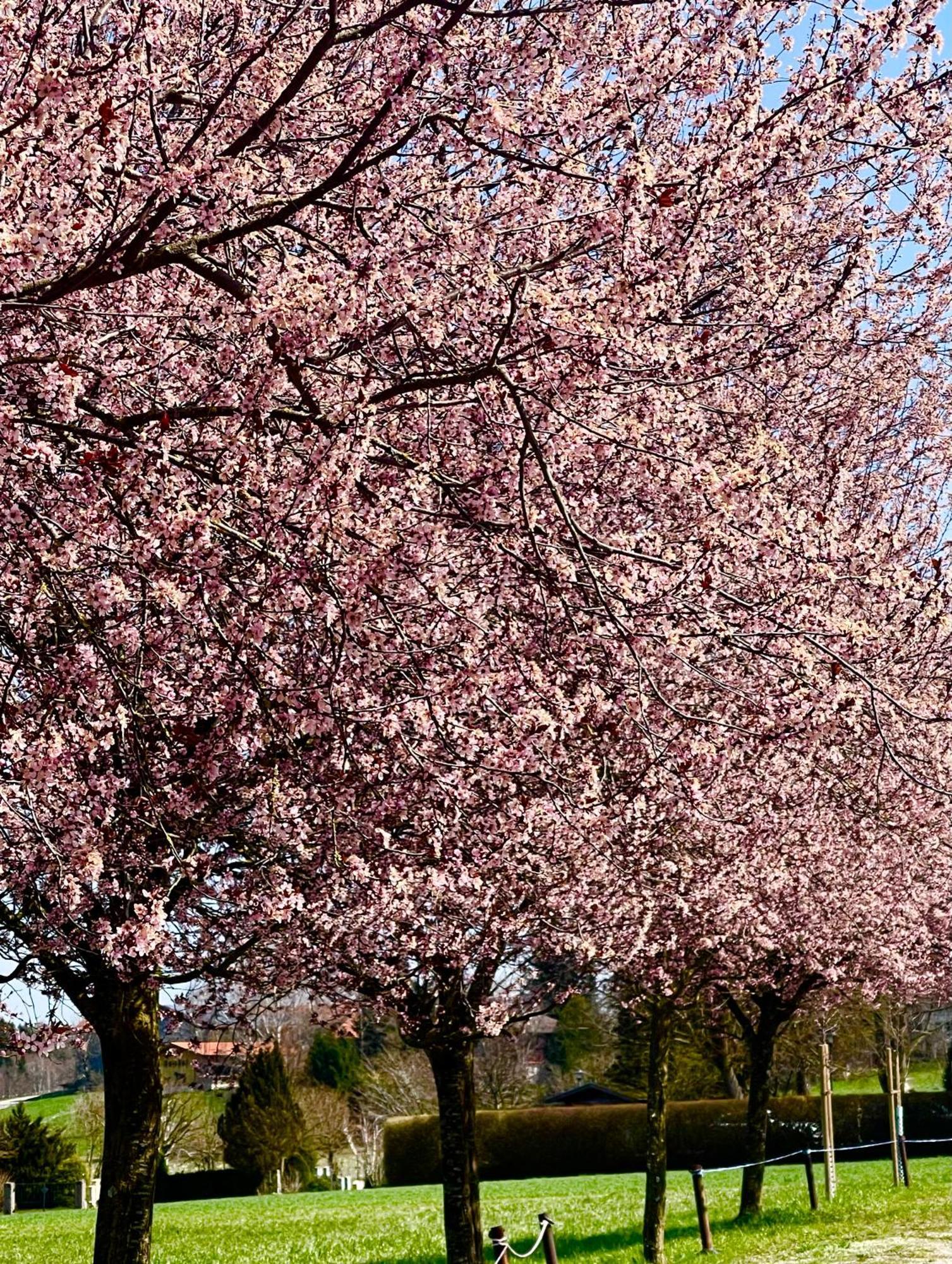 Zuhaeusl Am Chiemsee Appartements يبريتيبرون أم تشيمسي المظهر الخارجي الصورة